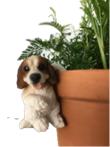Dog Product