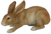 Rabbit Product