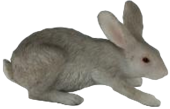 Rabbit Product