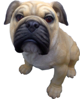 Dog Product
