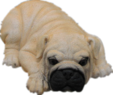 Dog Product