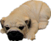 Dog Product
