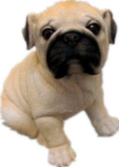Dog Product