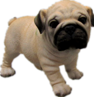 Dog Product
