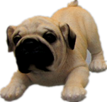 Dog Product